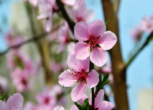 桃木为什么能辟邪（佩戴桃木能辟邪的传说与背后原因解释）