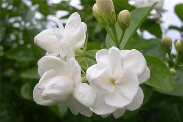 菊花的花语及寓意 可以送给爱人吗 菊花的花语及寓意 可以送给爱人吗