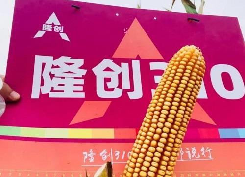 隆创310玉米种介绍（隆创玉米种子特性，亩产多少斤）