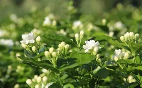 室内种什么植物最好 这6种既好养又耐看 室内种什么植物最好 这6种既好养又耐看