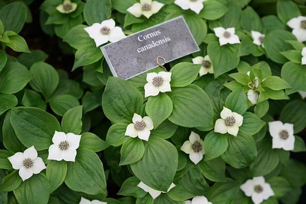 家养盆栽金心吊兰的养殖方法和注意事项有哪些 家养盆栽金心吊兰的养殖方法和注意事项有哪些