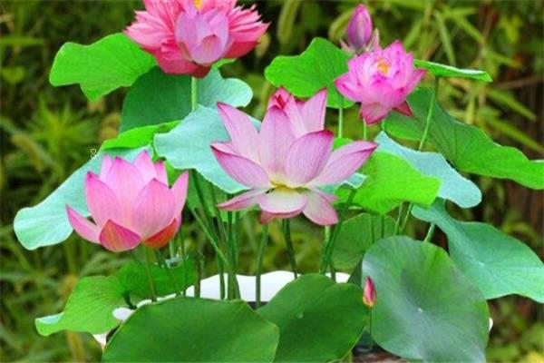 碗莲入土后怎么换水 方法是什么 碗莲入土后怎么换水 方法是什么