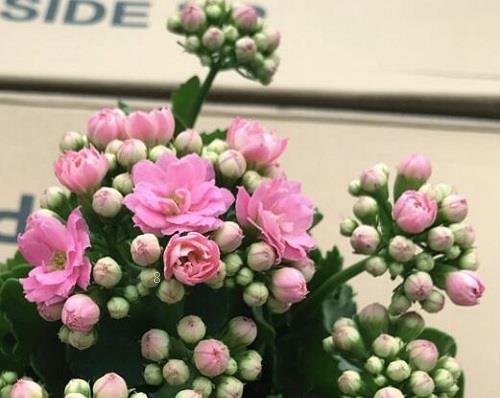虎皮兰烂叶子怎么回事 烂叶子原因及处理方法 虎皮兰烂叶子怎么回事 烂叶子原因及处理方法