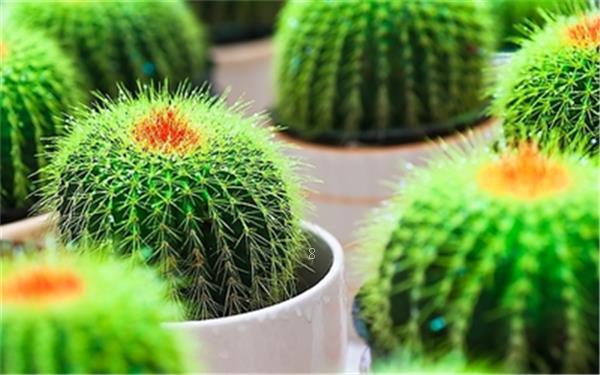 上海哪里有卖绿植的 什么地方卖绿植便宜 上海哪里有卖绿植的 什么地方卖绿植便宜