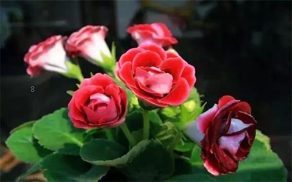 芙蓉花怎样养好 养殖方法大全 芙蓉花怎样养好 养殖方法大全