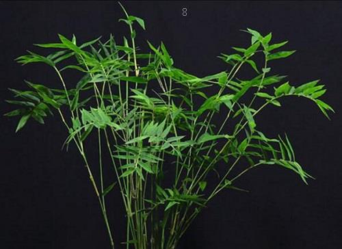 水草没根能活吗 有叶无根能栽活吗 水草没根能活吗 有叶无根能栽活吗