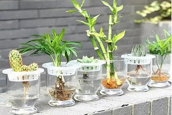 盆栽水生植物有哪些 水生植物的种类