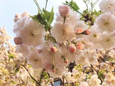 草莓叶子蔫了怎么办 打蔫原因及补救方法 草莓叶子蔫了怎么办 打蔫原因及补救方法
