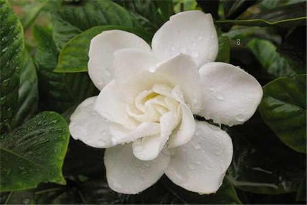 莲花竹叶片发黄是什么原因 要怎么解决 莲花竹叶片发黄是什么原因 要怎么解决