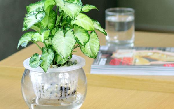 常见的家养水生花卉有哪些 你见过几种 常见的家养水生花卉有哪些 你见过几种