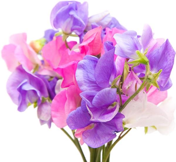 粉色郁金香花语 粉色郁金香有哪些象征 粉色郁金香花语 粉色郁金香有哪些象征