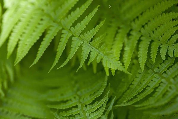 5颗碗莲要多大的盆呢 盆多深合适 5颗碗莲要多大的盆呢 盆多深合适