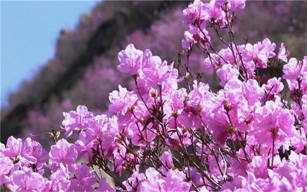木槿的花语是什么 有哪些传说 木槿的花语是什么 有哪些传说