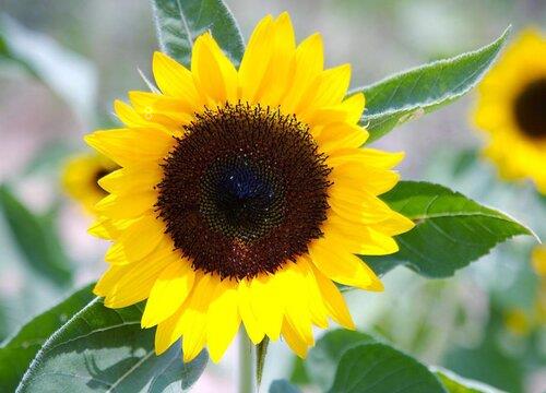 向日葵放家里吉不吉利（向日葵放家里有什么风水禁忌）