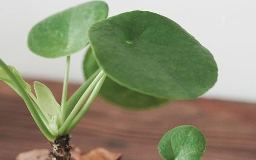 镜面草叶子卷曲怎么回事 卷叶枯萎原因及解决方 镜面草叶子卷曲怎么回事 卷叶枯萎原因及解决方