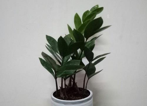 金钱树多久浇一次水