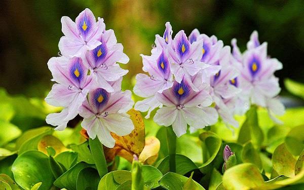 常见的家养水生花卉有哪些 你见过几种 常见的家养水生花卉有哪些 你见过几种