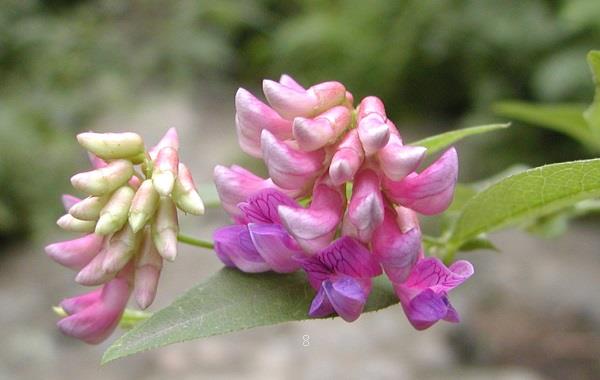 粉色郁金香花语 粉色郁金香有哪些象征 粉色郁金香花语 粉色郁金香有哪些象征