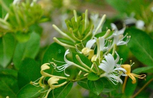 栀子花冬天落叶吗 冬季掉叶是怎么回事 栀子花冬天落叶吗 冬季掉叶是怎么回事