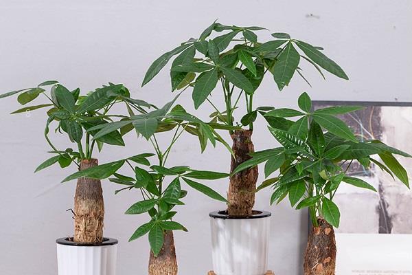 同学毕业送什么花好 毕业季送花攻略 同学毕业送什么花好 毕业季送花攻略