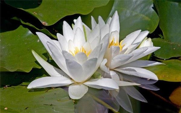 家里养荷花有忌讳吗 养殖注意事项有哪些 家里养荷花有忌讳吗 养殖注意事项有哪些