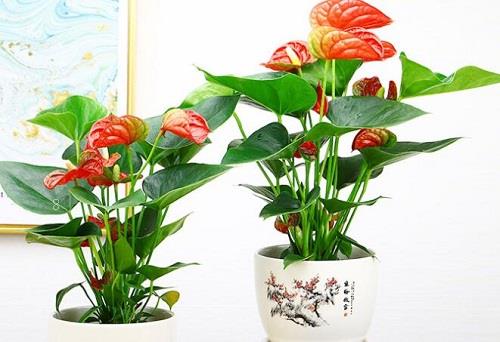 绿菊水草没根能活吗 有叶无根能栽活吗 绿菊水草没根能活吗 有叶无根能栽活吗