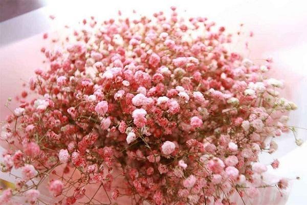 虎皮兰的花语和寓意 适合送人吗