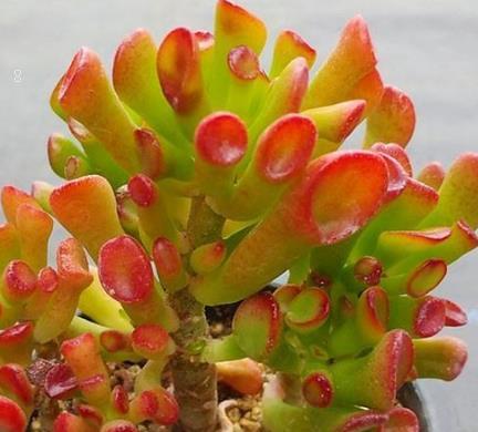 桂花叶子蔫了怎么办 打蔫原因及补救方法 桂花叶子蔫了怎么办 打蔫原因及补救方法