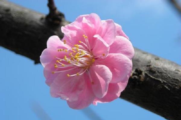 教师节送什么颜色的玫瑰花 如何搭配寓意好 教师节送什么颜色的玫瑰花 如何搭配寓意好
