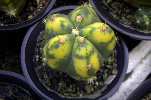 植物该如何正确浇水 都需要注意什么 植物该如何正确浇水 都需要注意什么