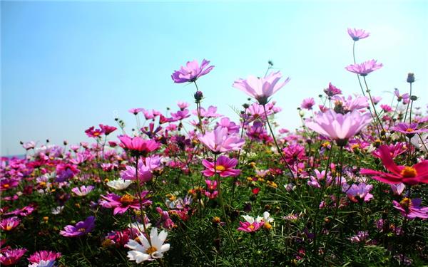 夏天水养的花有哪些注意事项