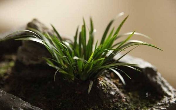 适合家里摆放的花卉 家里适合养什么植物 适合家里摆放的花卉 家里适合养什么植物