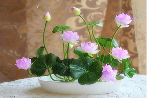 水培植物养什么鱼好 水培植物注意事项 水培植物养什么鱼好 水培植物注意事项