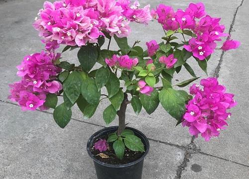 花上有腻虫用什么方法去除（腻虫除了药还有什么小妙招）