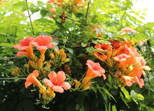 家里为什么不能养凌霄花（家庭养凌霄花盆栽风水禁忌）