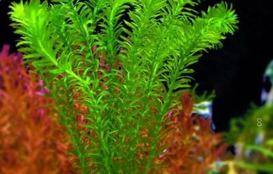 橡皮树泡水生根的方法 水养注意事项 橡皮树泡水生根的方法 水养注意事项
