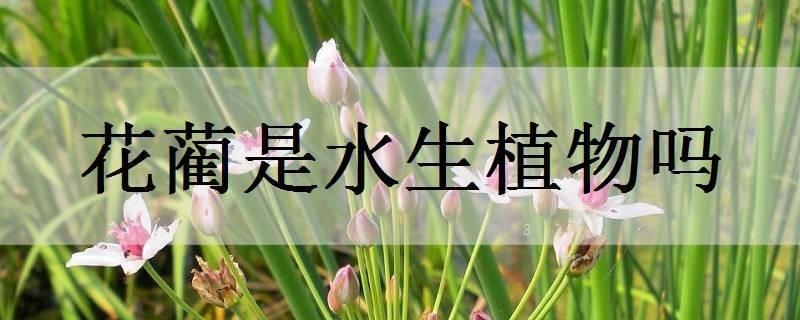 水培红掌是水生植物吗 水培红掌是水生植物吗