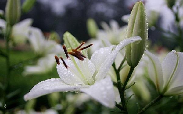 海棠花代表的花语是什么 海棠花代表的花语是什么