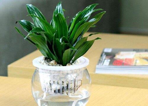 太阳神水培好还是土培好 太阳神水培好还是土培好