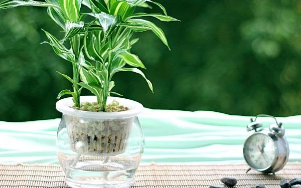 常见的家养水生花卉有哪些 你见过几种 常见的家养水生花卉有哪些 你见过几种