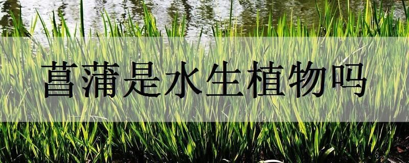 水兰是水生植物吗 水兰是水生植物吗