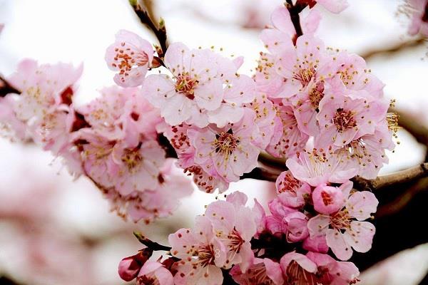 雏菊的花语和寓意是什么 雏菊的花语和寓意是什么