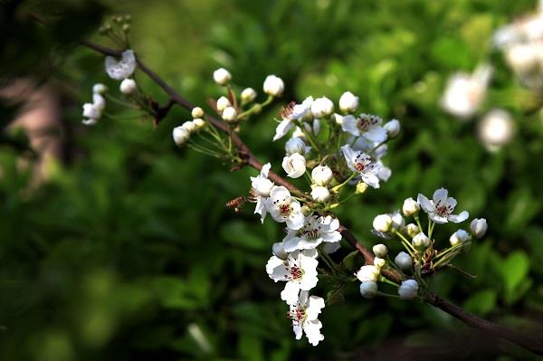 新娘花花语是什么 新娘花花语是什么