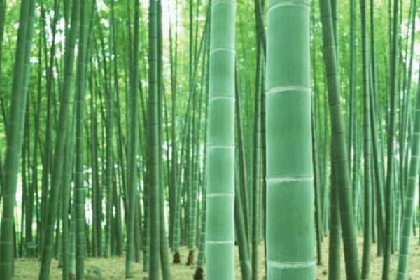 四季都开花的花有哪些 怎么养护管理 四季都开花的花有哪些 怎么养护管理