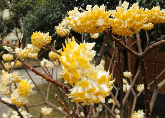 紫花地丁花语是什么 有哪些寓意 紫花地丁花语是什么 有哪些寓意