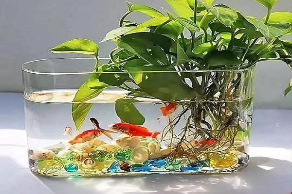茭白是什么植物 茭白有哪些营养价值 茭白是什么植物 茭白有哪些营养价值