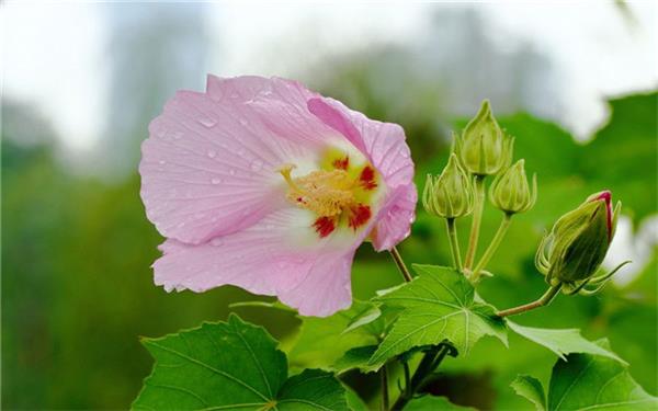芙蓉花如何养殖 哪种土质最好 芙蓉花如何养殖 哪种土质最好