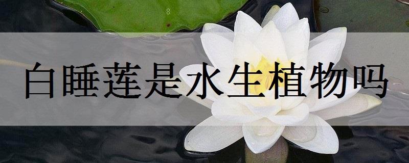 王莲是水生植物吗 王莲是水生植物吗