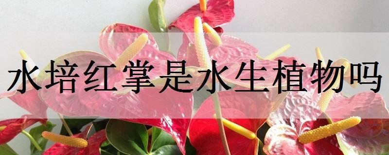 菹草是水生植物吗 菹草是水生植物吗