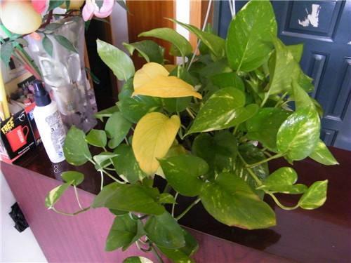 栀子花叶子发黄怎么办 发黄原因与处理方法 栀子花叶子发黄怎么办 发黄原因与处理方法